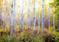 Trees