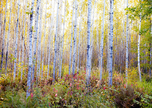 Backlit Birch