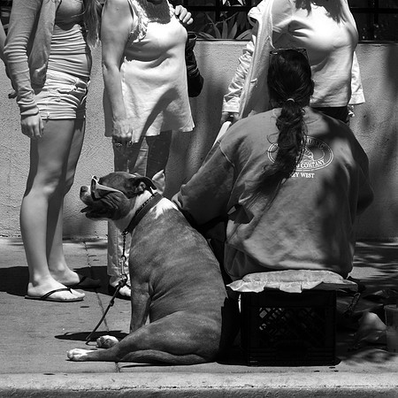 'Dog with Glasses" Key West