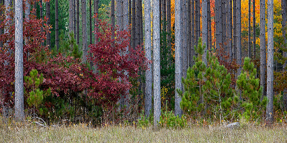 "Color in the Pines" Number 1
