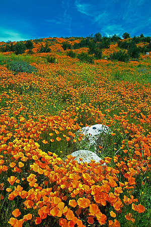 California Poppy Superbloom