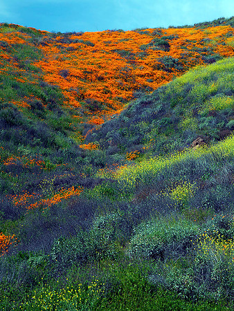 Superbloom, Southern California