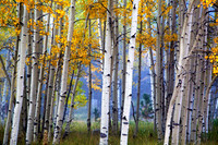 North American Landscapes