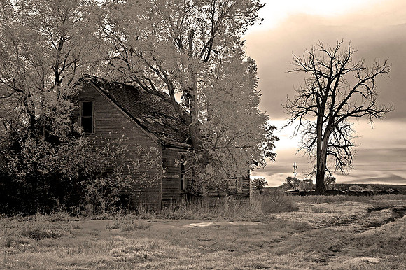 "Through the Trees"