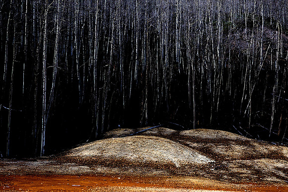 "Red Earth and Aspen" Colorado